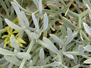 Sulla lava vicino al mare - Crithmum maritimum